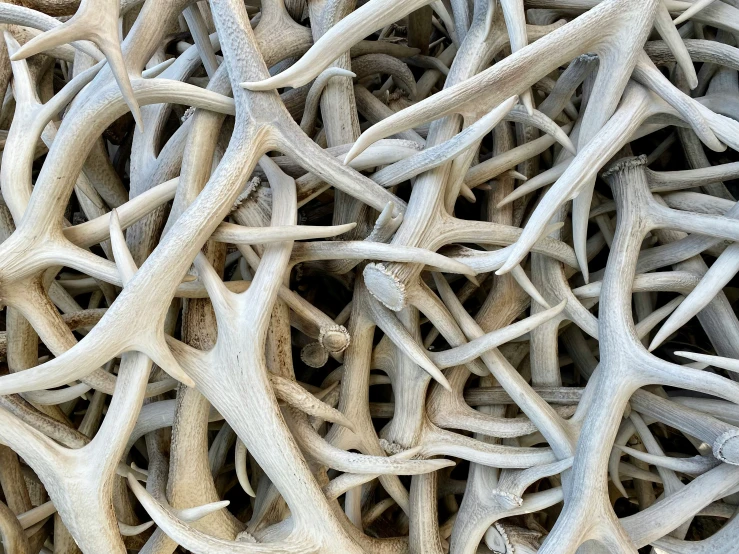 a close up of some very nice antler