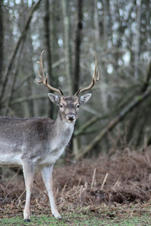 a close up of a deer on a field with trees in the background