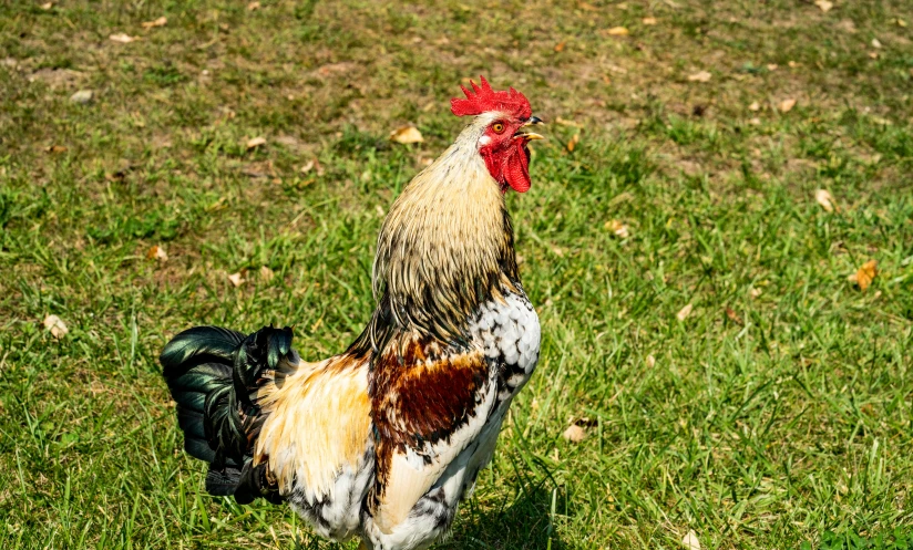 there is a rooster standing in the grass