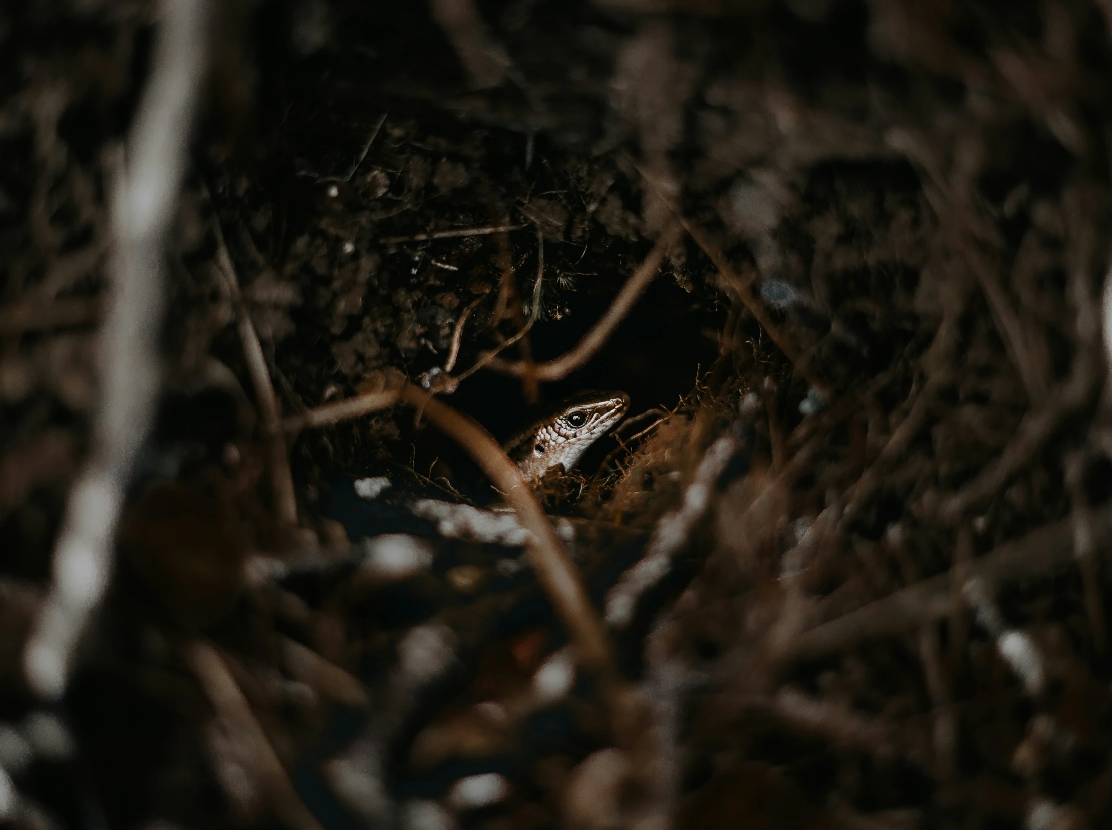 a small bird sitting in the middle of a patch of grass