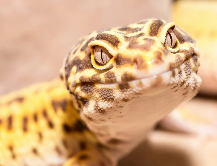 an image of a leopard looking up