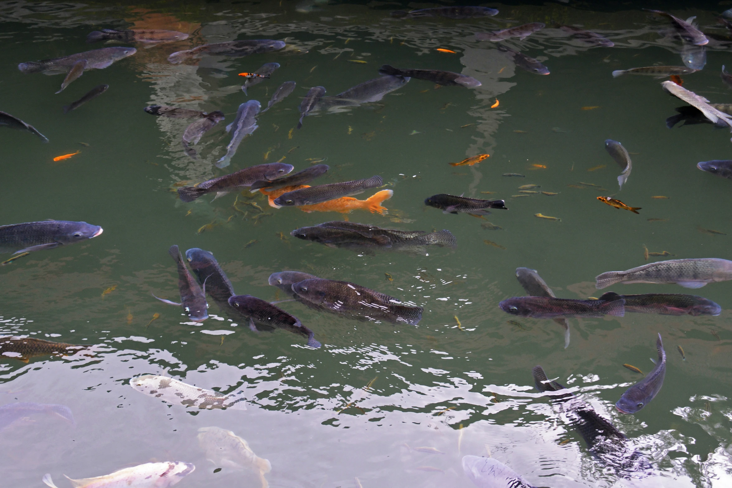 some fish in a pond of some sort