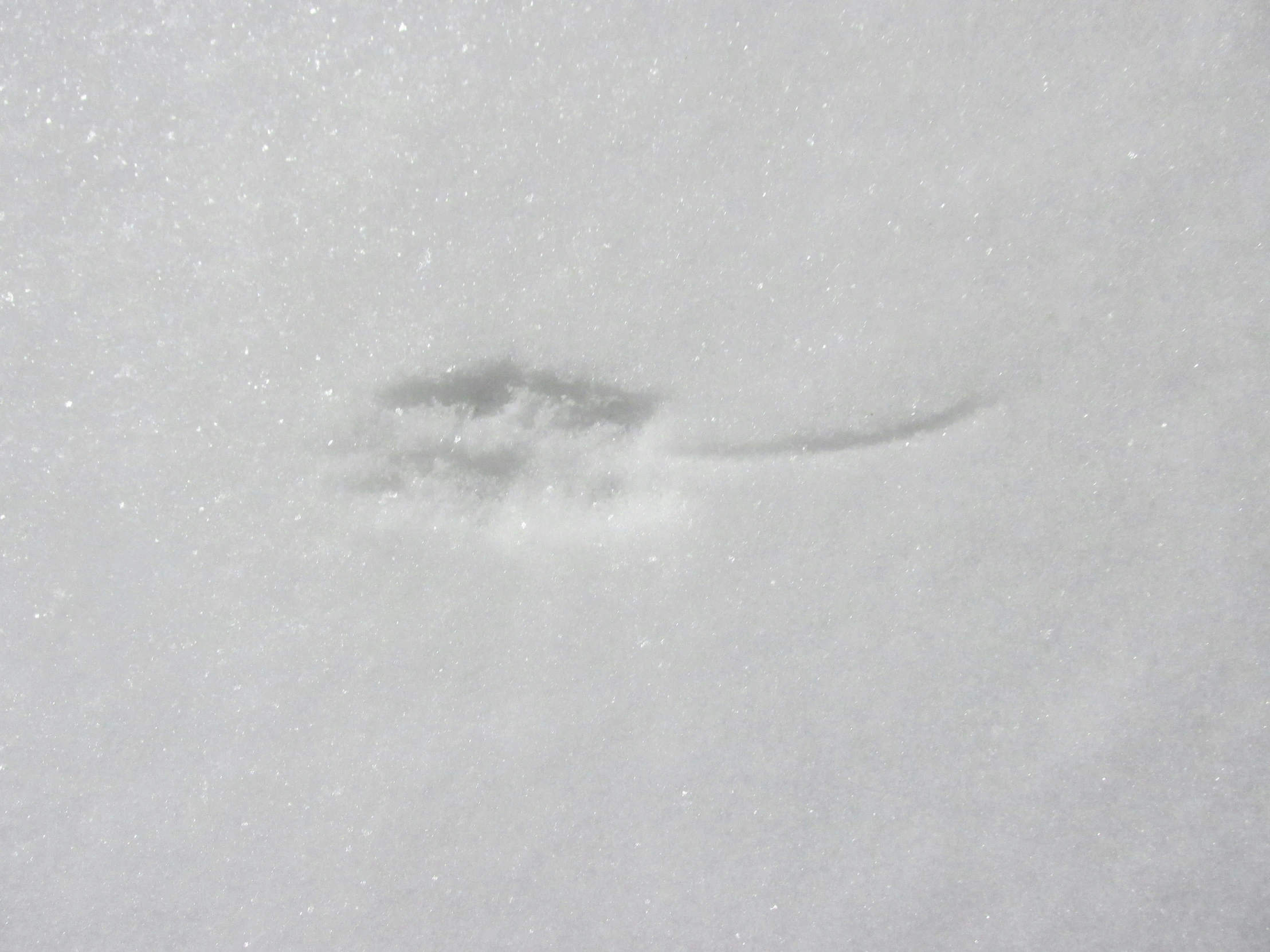 a snowy background shows a single airplane in the sky