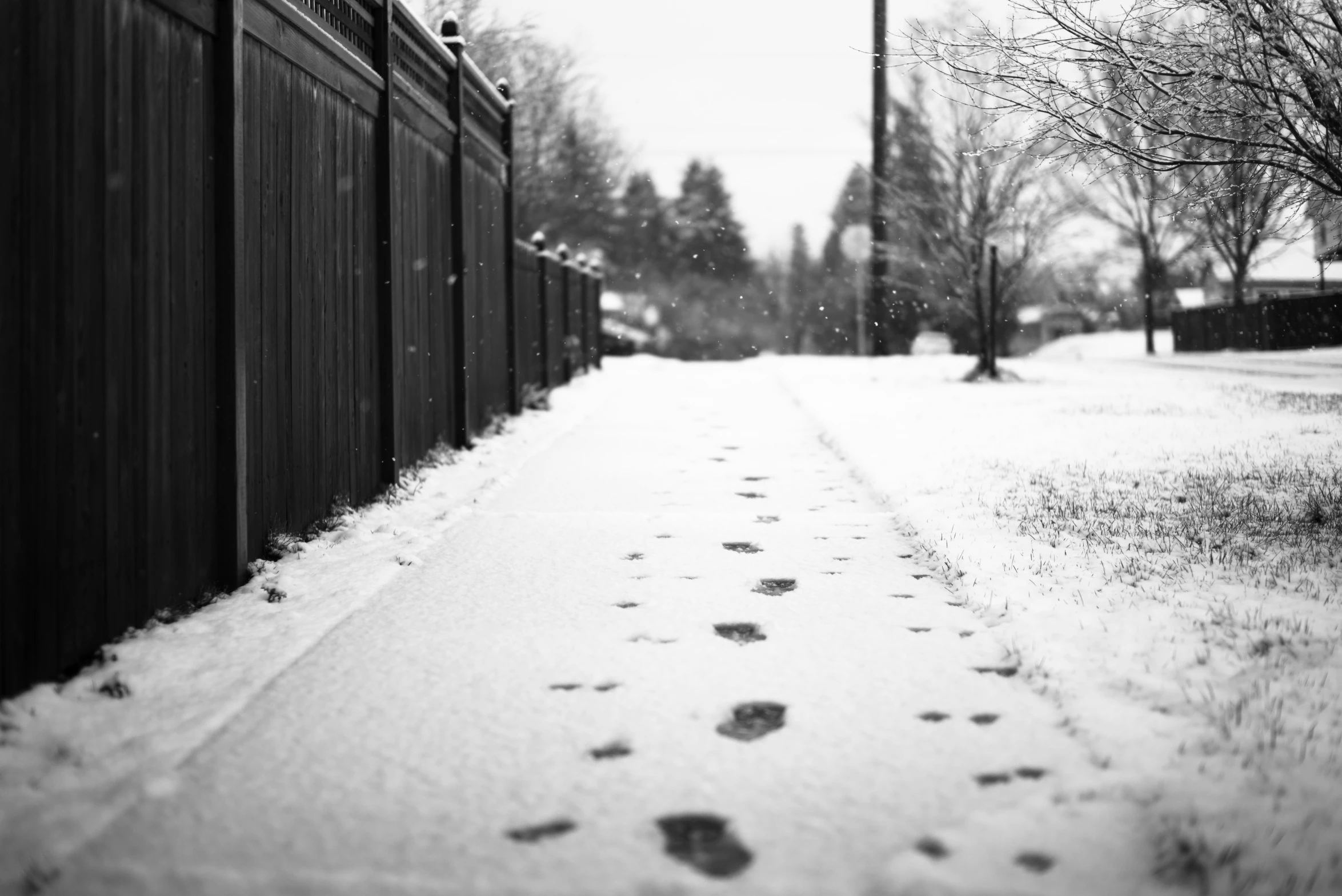 an animal path is near a fence on the snow