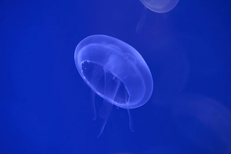 jellyfish in the blue sea under water