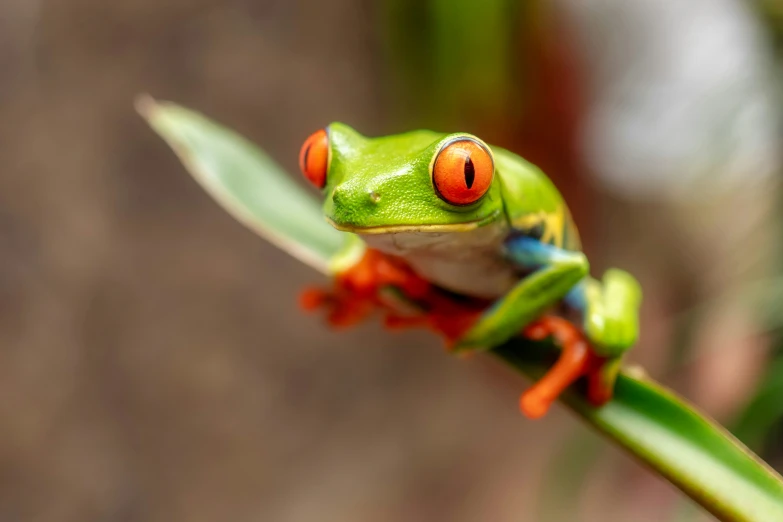a small green frog with red eyes sitting on top of a green plant