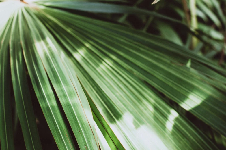 a large green leaf with large leaves on it