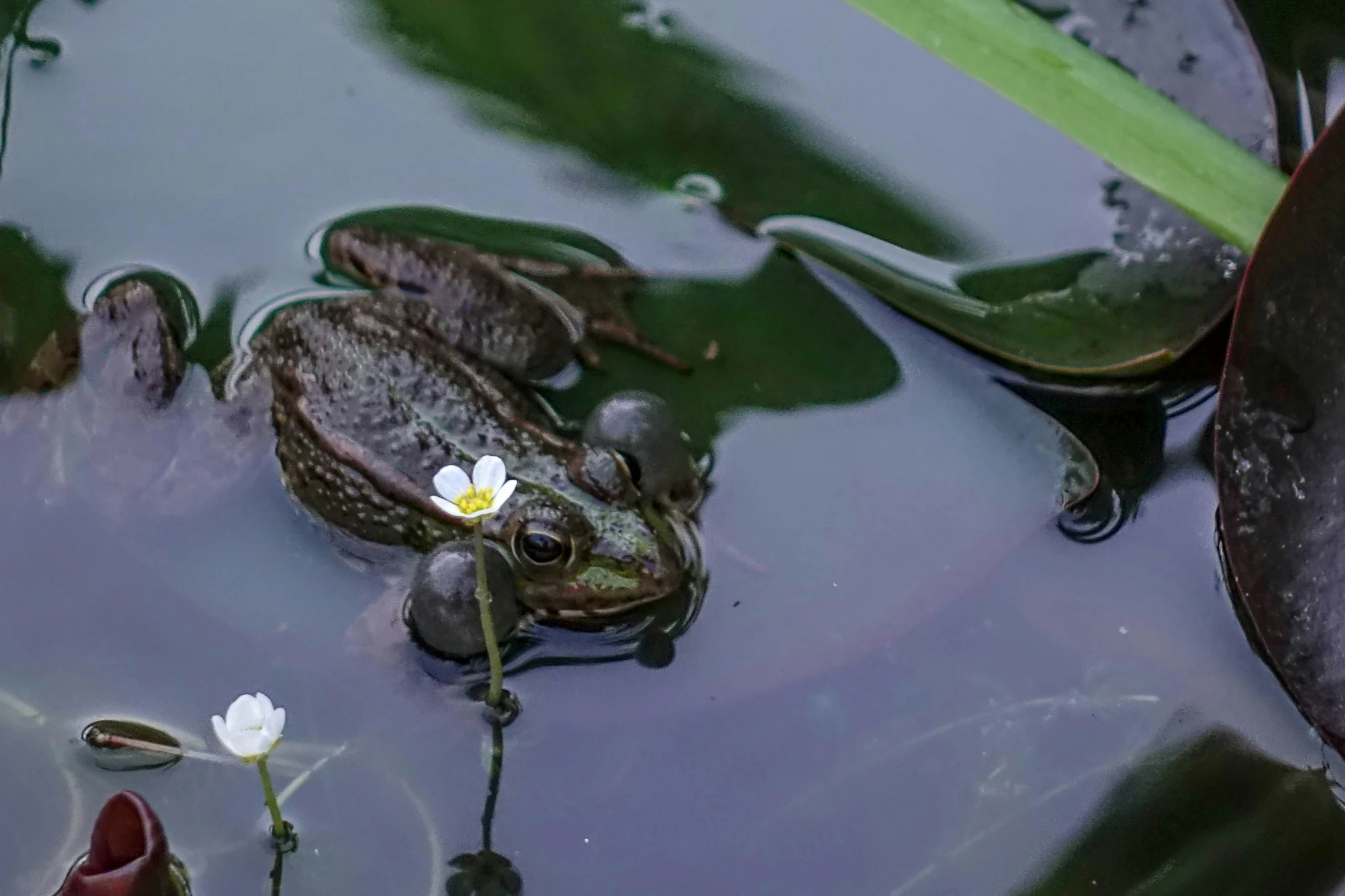 the frog is sitting on top of water and is looking at the camera