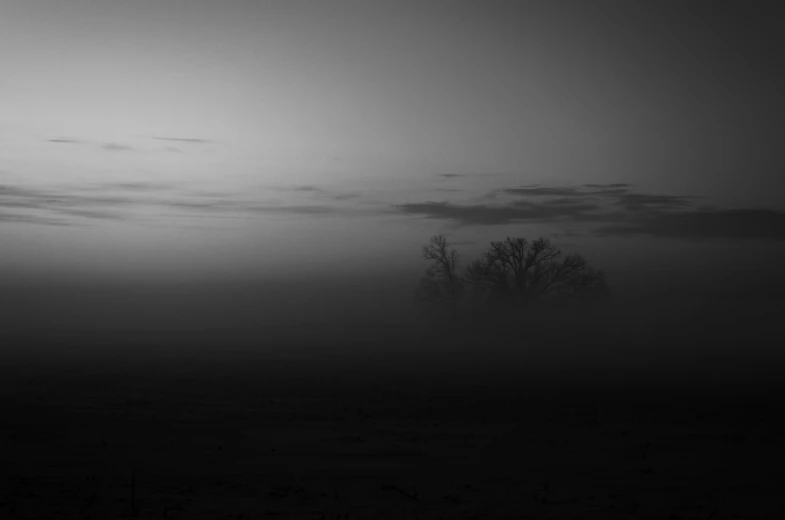 a black and white image of trees in the fog