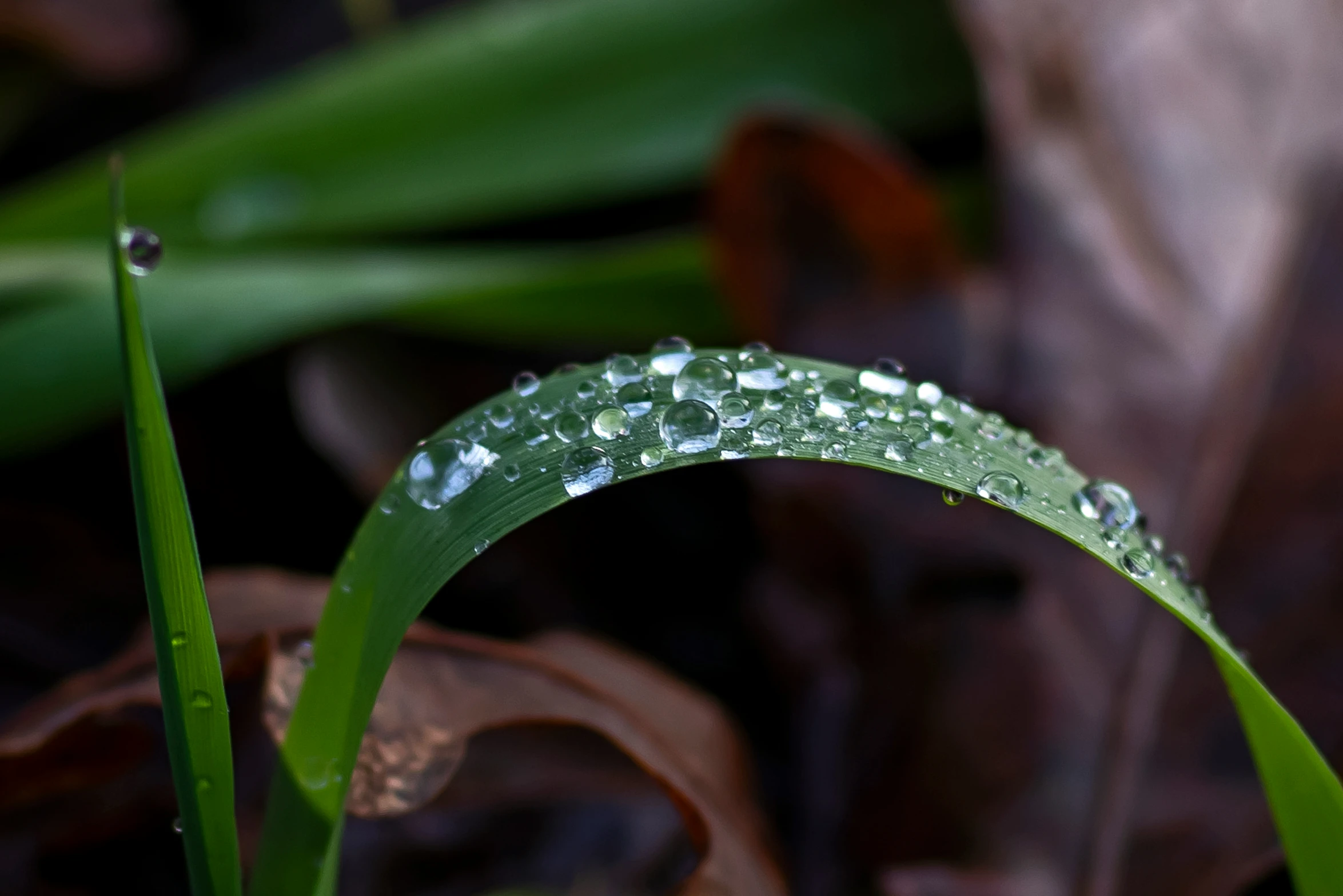 a leaf with water drops on it