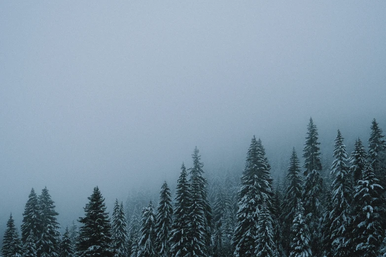 snow covered trees under a gloomy blue sky