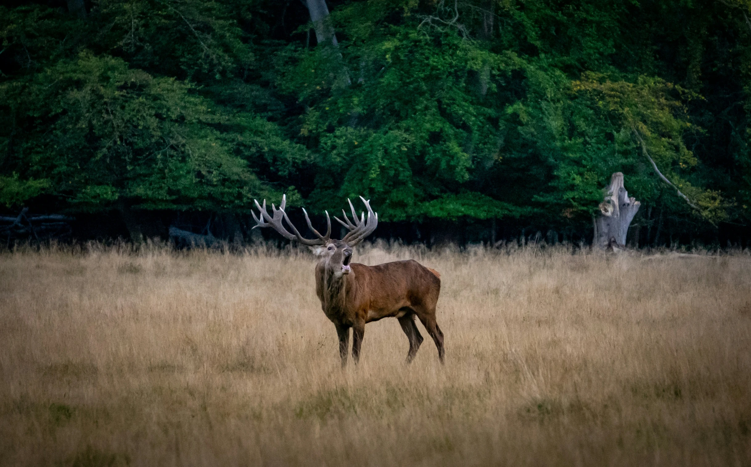 deer with antlers in grassy field surrounded by forest