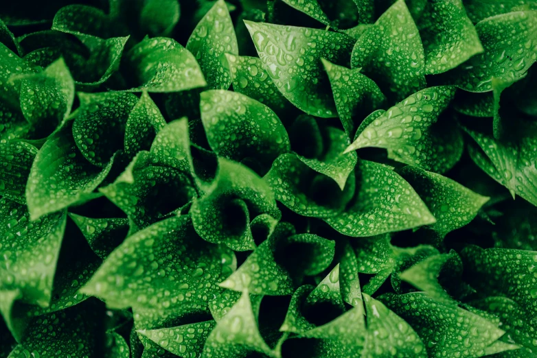 a large group of green leaves