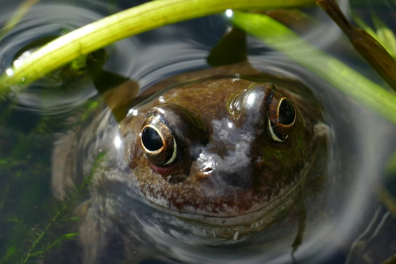 a close up of a frog under water