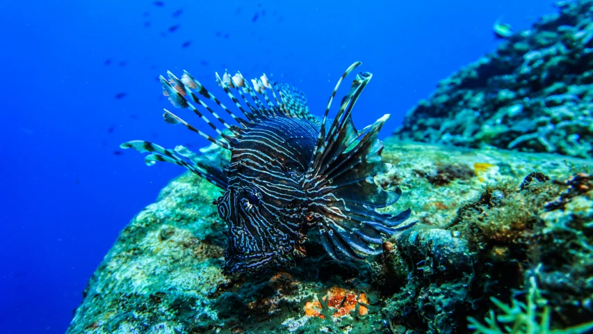 an animal is seen under water on the coral