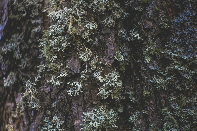 green mossy trees on the side of a cliff