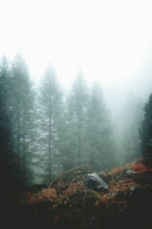 a forested area covered in fog and falling leaves