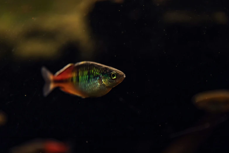 a green and yellow fish floating in the water