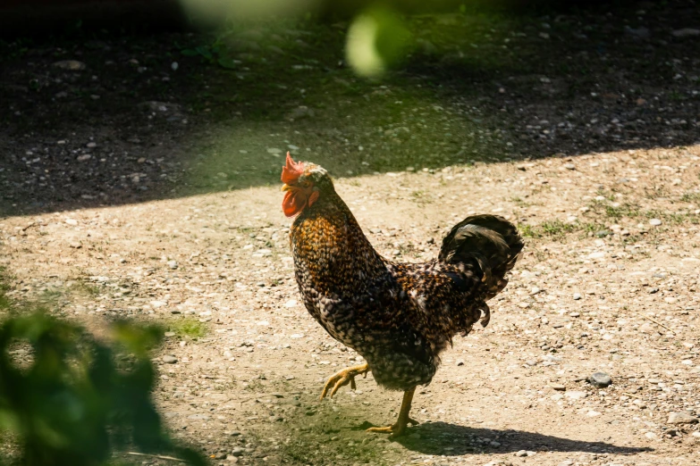 a rooster is walking in the dirt outside