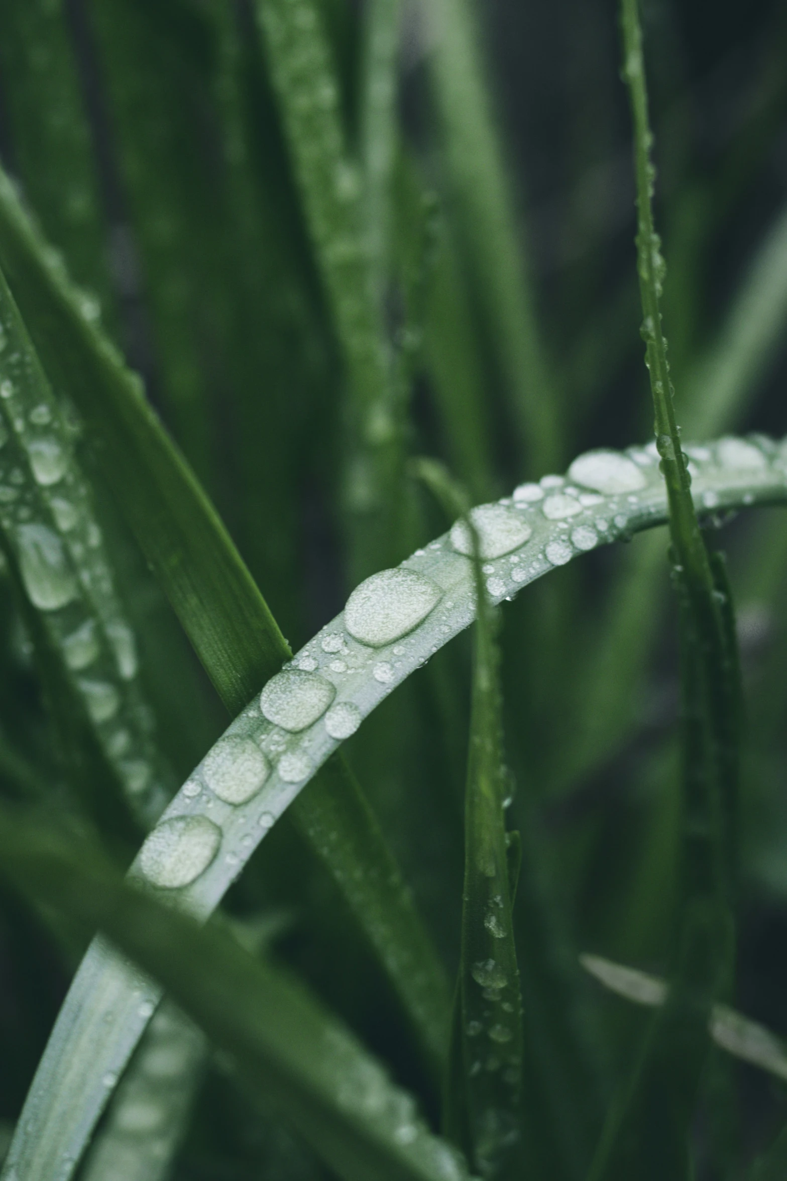 a close up po of dew covered grass