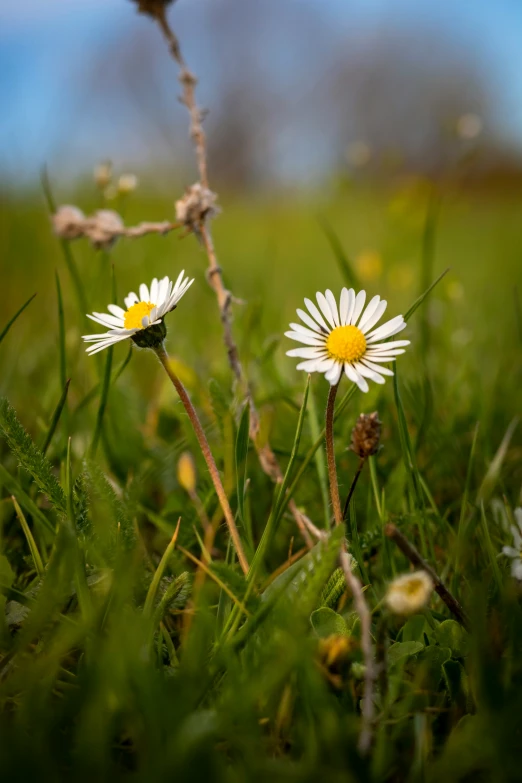 two daisies in the grass are ready to be picked