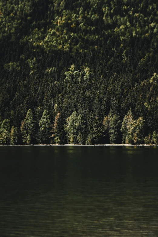 trees lining the shoreline near the water and the sky