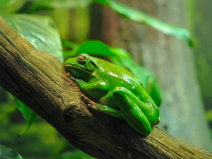 a small green frog sits on top of a tree nch