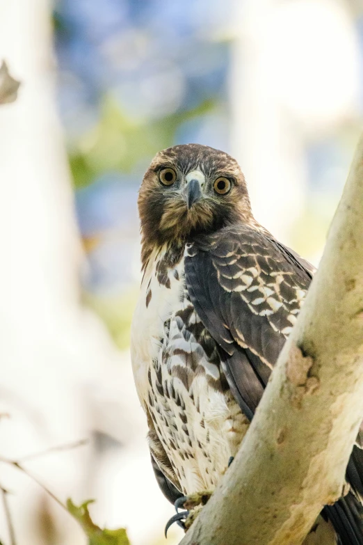 brown bird perched on nch in tree at outdoor area