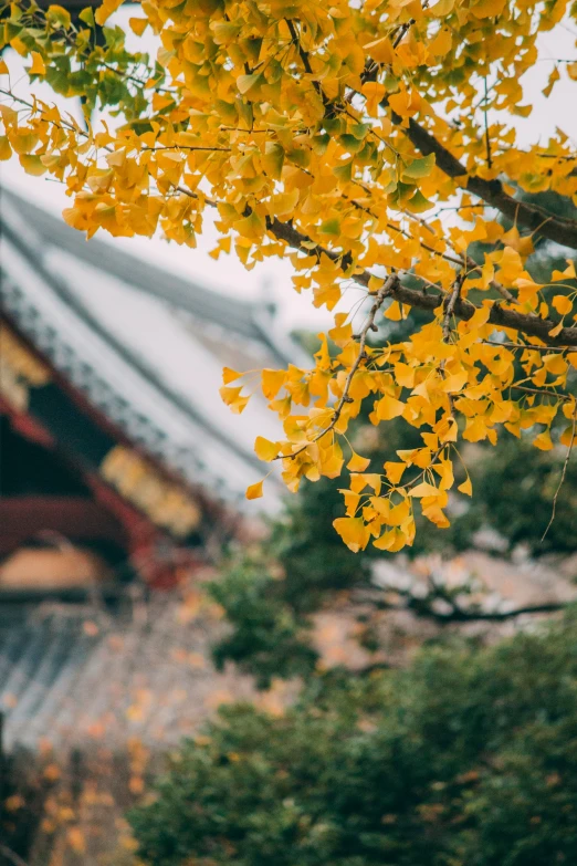 yellow flowers are near a house and the roof is painted red