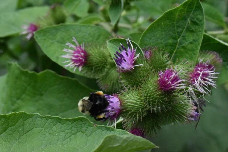 a bee on a plant with lots of green leaves