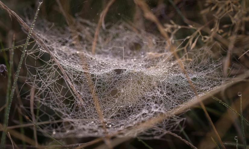 a spiderweft that is sitting on top of a grass covered in dew