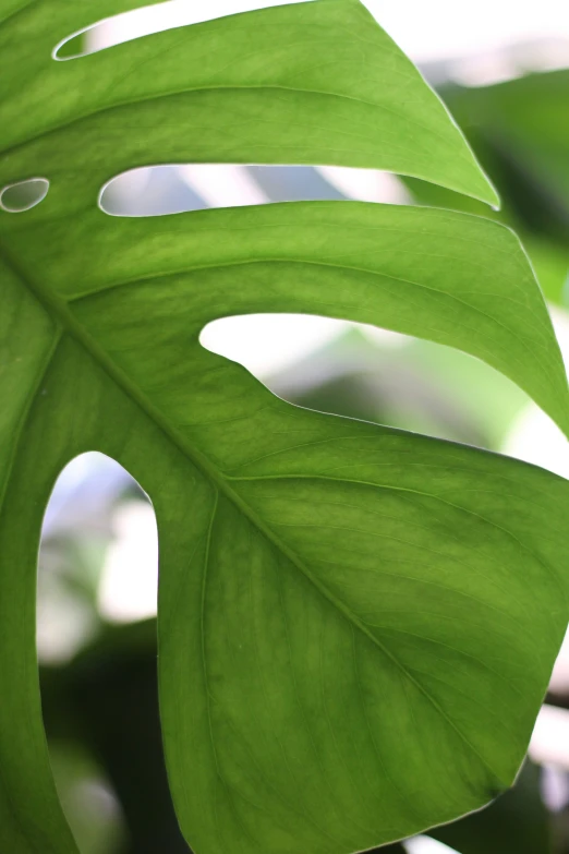 close up s of leaves of a tropical plant