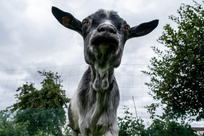 a goat in the foreground is looking straight ahead