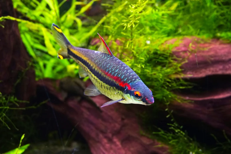 an image of an aquarium with some plants