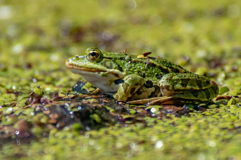 the frog is sitting outside in the grass