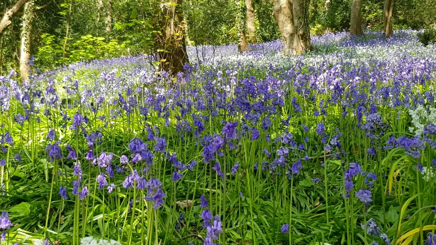 a bed of flowers in the middle of a forest