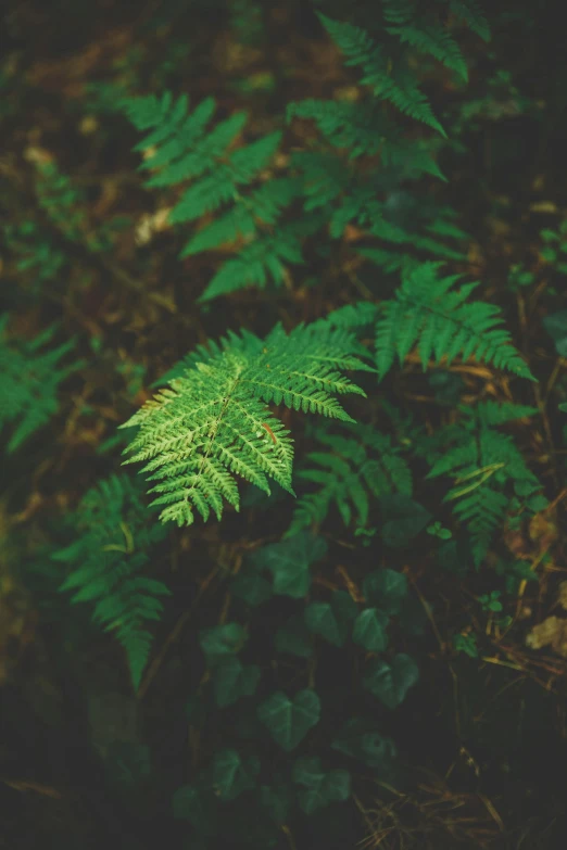 a close up of an exotic looking fern leaf