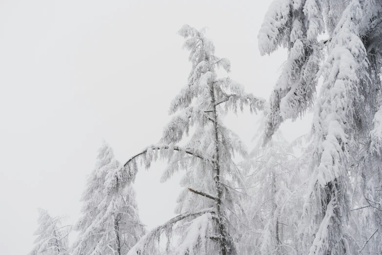 a tree covered in snow against a white background