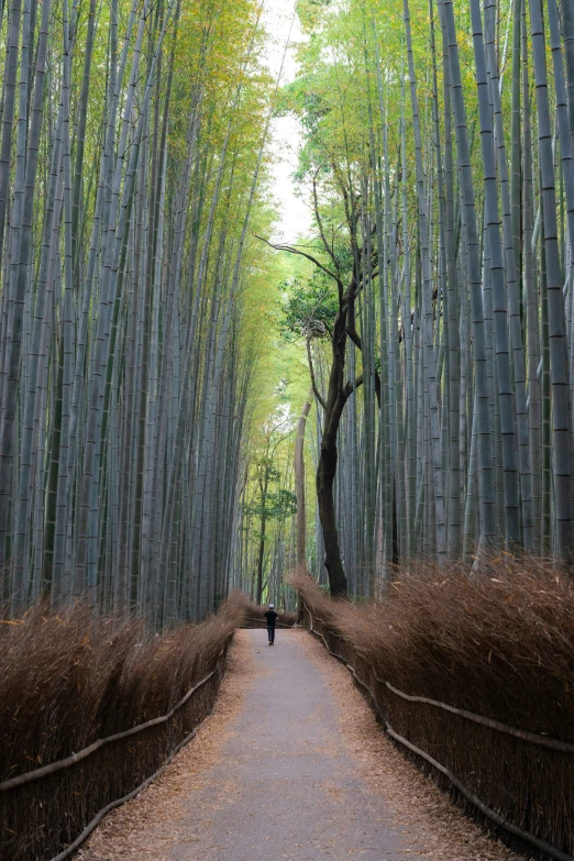 a man standing on a path through a grove of trees