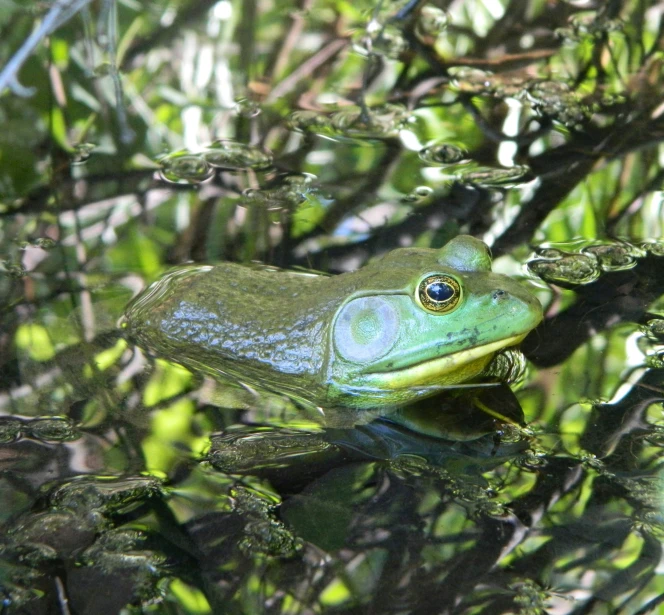 a very pretty green frog with lots of eyes