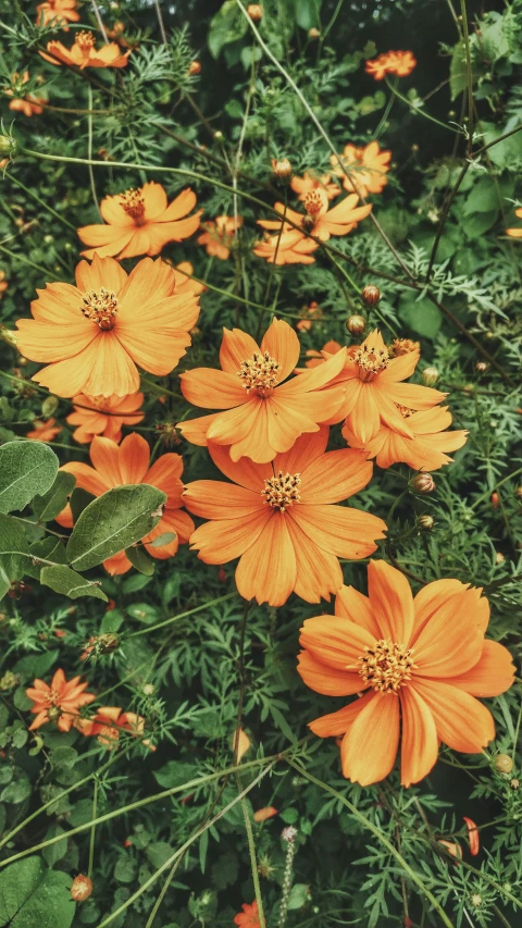 many orange flowers in a field surrounded by green leaves