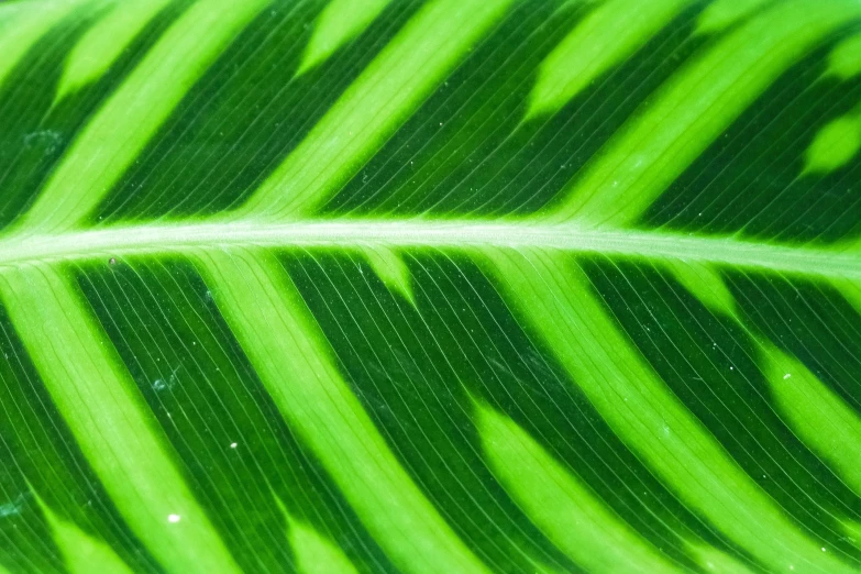 an ornate green leaf, taken from the top