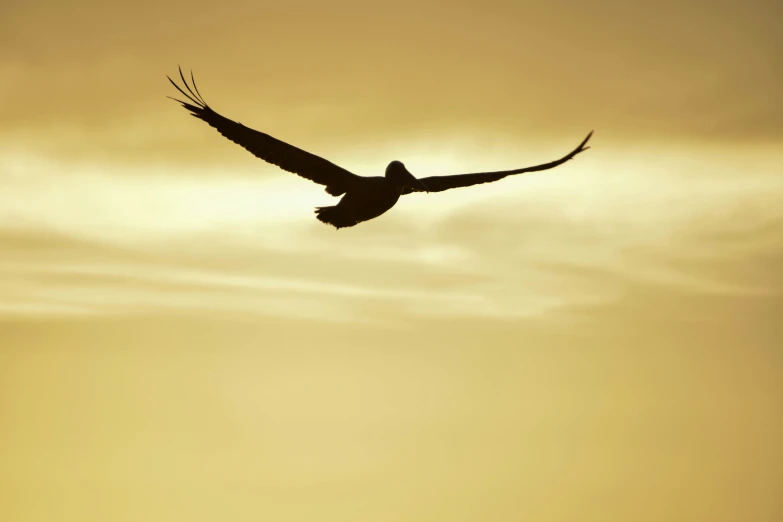 a bird flying with it's wings spread high as the sun is setting