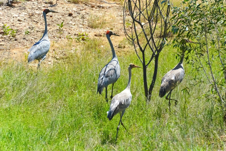 four birds that are standing near some trees