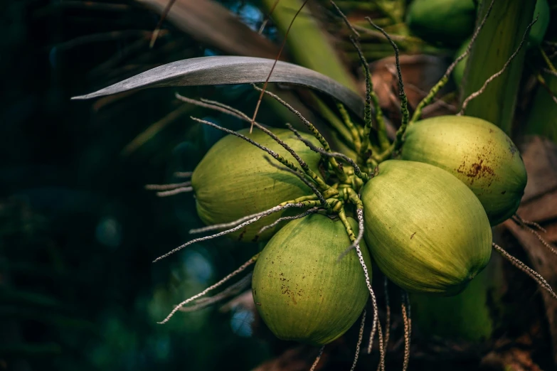 a bunch of fruit that is in a tree