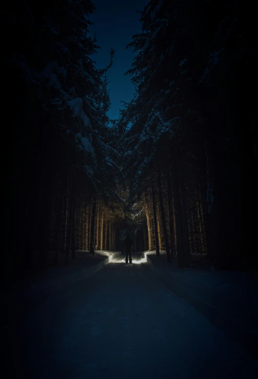 the people are walking in the dark in the woods