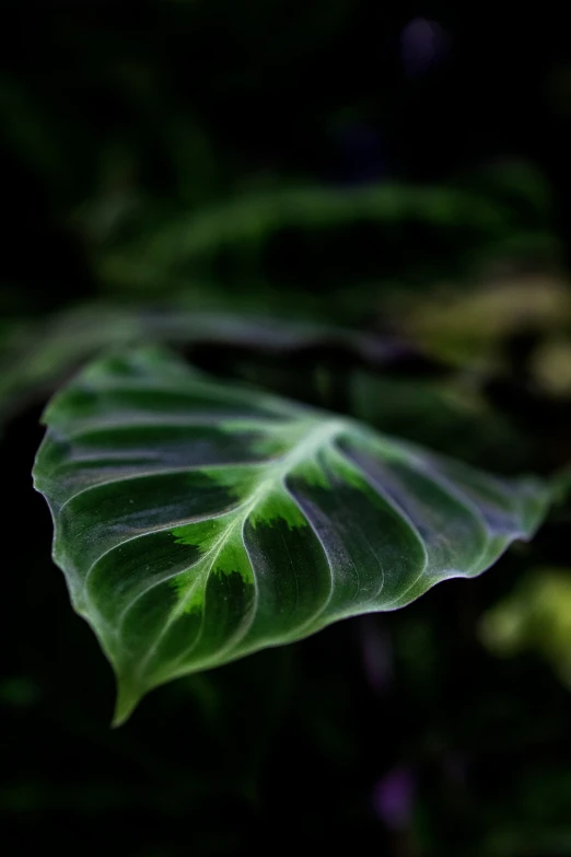 a large leaf that is sitting on a green surface