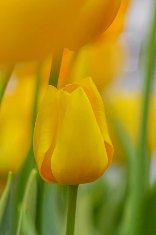 the beautiful yellow tulips appear to have been blooming