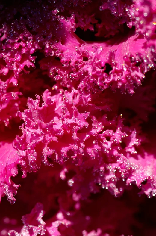 closeup of pink and purple, algae, with a black background