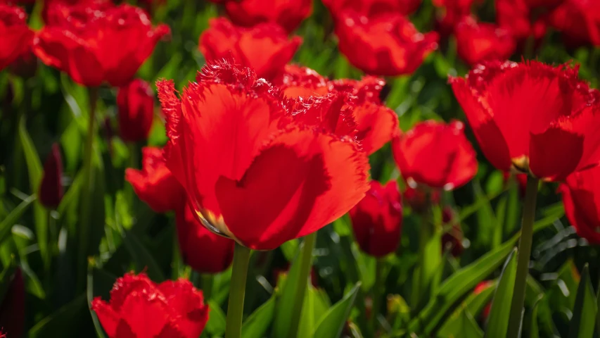 red tulips are growing in the field with water drops